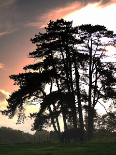 Silhouetted trees with donkey