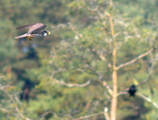 Hobby on the prowl