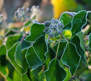 Frosty ivy