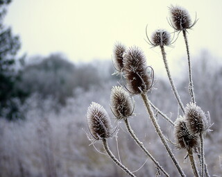 Frosty teasels