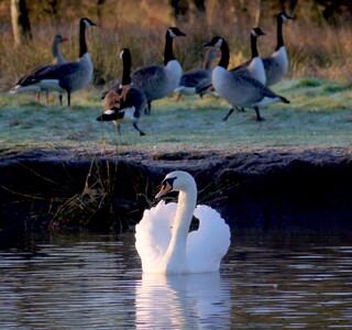 Mute swan and Canada geese