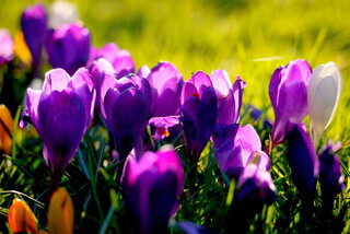 Crocuses