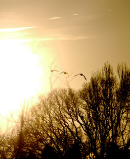 Ducks in flight at golden hour