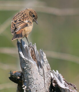 Stonechat