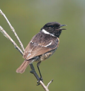 Stonechat