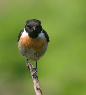 Stonechat