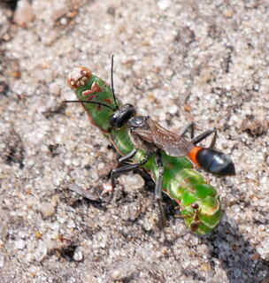 Red-banded sand wasp carrying paralysed caterpillar to nest