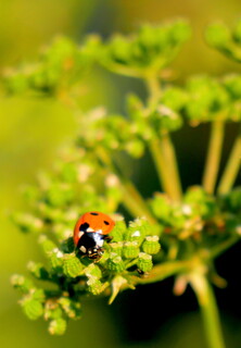 Ladybird