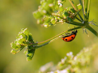 Ladybird