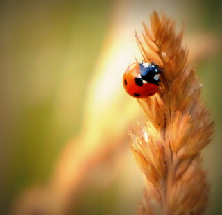 Ladybird