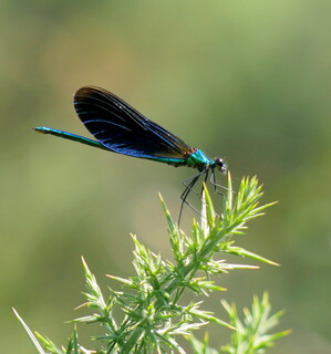 Banded demoiselle