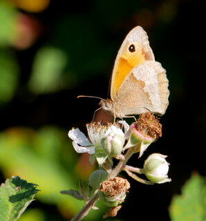 Meadow brown butterfly