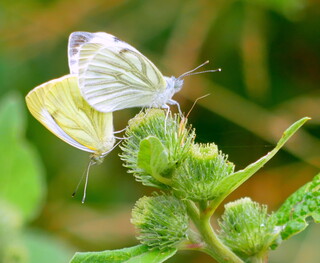 Green-veined white butterflies mating
