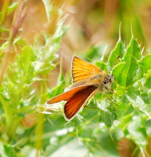 Small skipper butterfly
