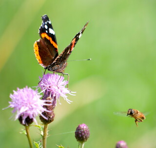 Red admiral and bee