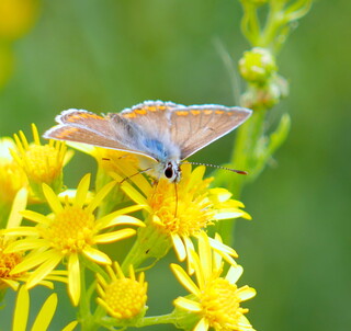 Common blue butterfly