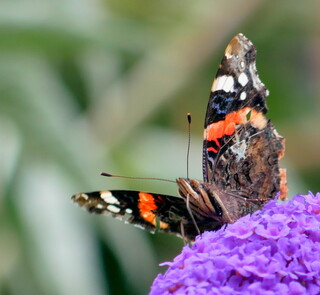 Red admiral butterfly