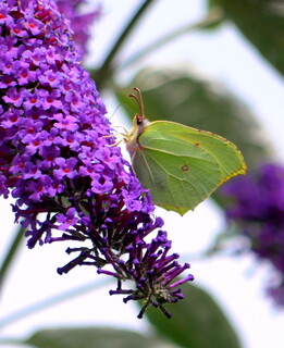 Brimstone butterfly