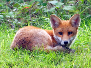 Fox cub