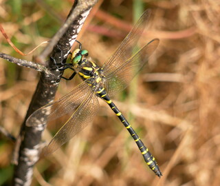 Gold ringed dragonfly