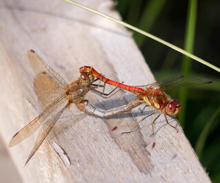 Common darter dragonflies mating