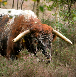 Handsome cattle
