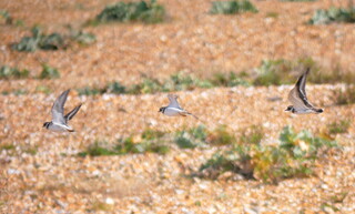 Ringed plovers taking flight