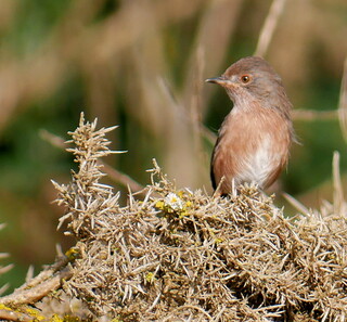 Dartford warbler