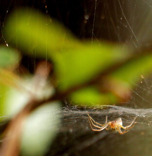 Spider on web