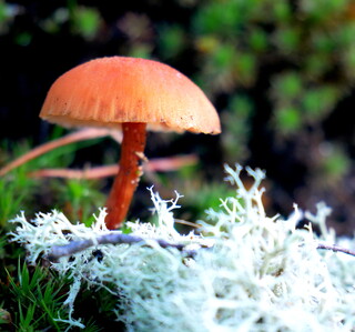 Mushroom and lichen