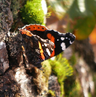 Red admiral
