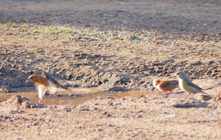 Crossbills enjoying a puddle
