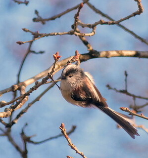 Long tailed tit