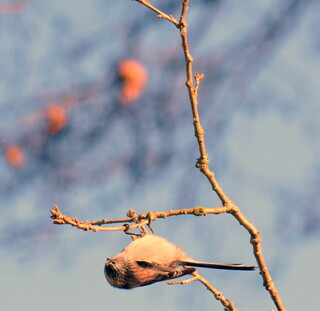 Long tailed tit