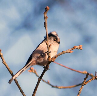 Long tailed tit