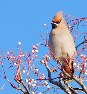 Waxwing on ornamental rowan