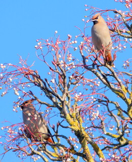 Waxwings on ornamental rowan