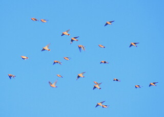 Flock of waxwings