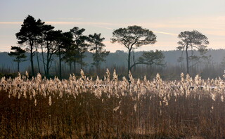 Reedbed