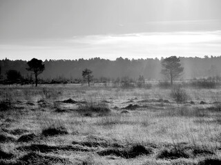 Common in black and white