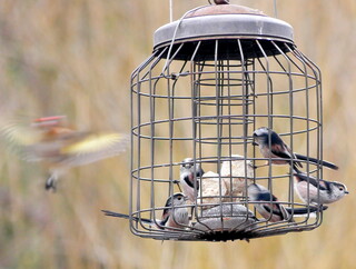 Long-tailed tits on a feeder