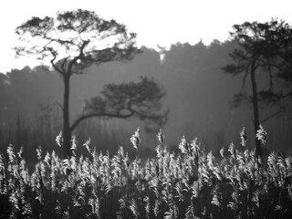 Black and white reedbed