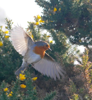 Robin taking off from gorse