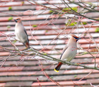 Waxwings