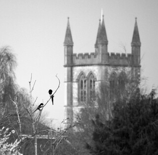 Magpies and the church