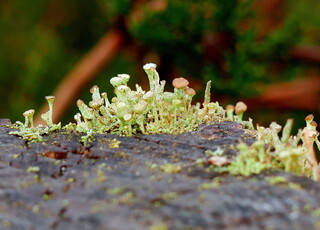 Tiny lichen on a stump