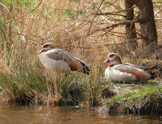 Egyptian geese
