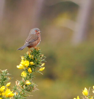 Dartford warbler on gorse