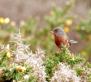 Dartford warbler on gorse