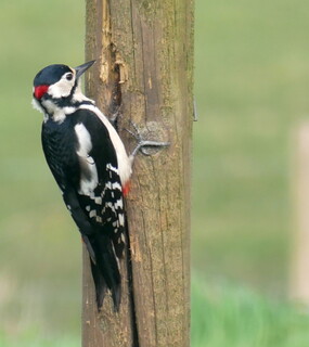 Great spotted woodpecker